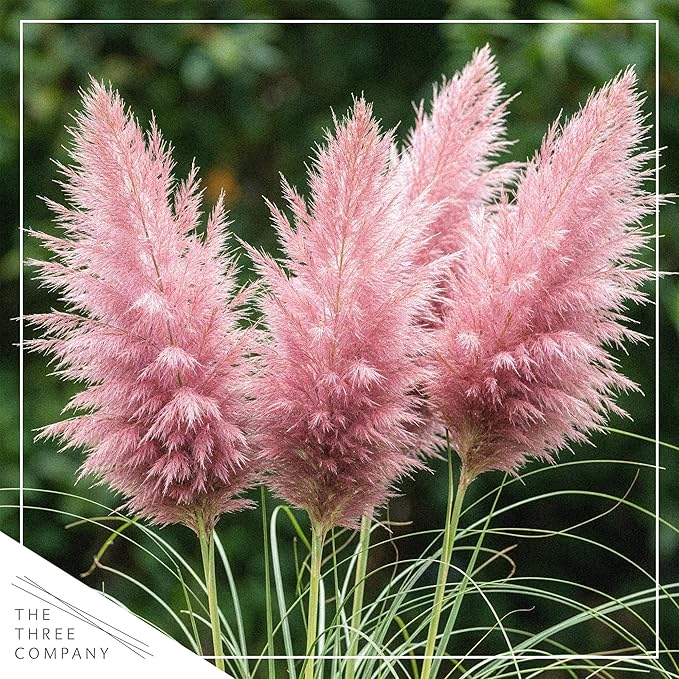 Ornamental Assorted Pink and White Grass (2 Plants Per Pack) - Live Decorative Plant - 12" Tall by 6" Wide in 1.5 Qt Pot