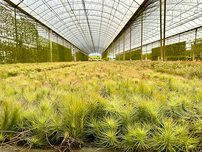 ragnaroc Air Plants - Tillandsia Funckiana, Large 5" - 3ct - Live Arrival Guaranteed - House Plants for Home Decor & Gift