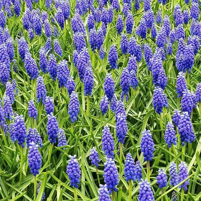 Easy to Grow Grape Hyacinth Muscari Armeniacum 30 Plant Bulbs - Blue Flowers in Spring, Sun Outdoor Zones 4-8