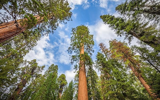 5 Live Giant Sequoia Tree Sapling (Approx. 1'-1.5' Tall)- Nature’s Giant in Your Backyard