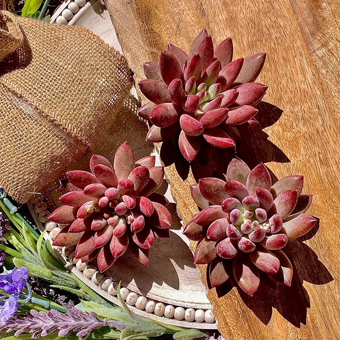 Live Echeveria ‘Cherry’ Succulent – Rare Bare Root Succulent Plant, Easy to Grow Indoor Houseplant, Home Décor & Gift Idea