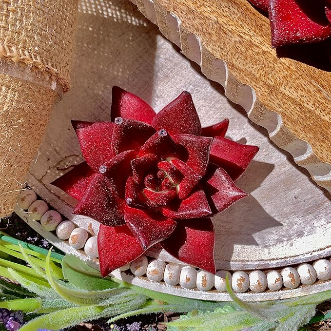 Succulent Plants Live Echeveria Agavoides v. Romeo Rubin – Easy Care Bare Root Succulents for Indoor Outdoor Decor, Mini Live Plants for Home, Garden, Office, & Gift Ideas