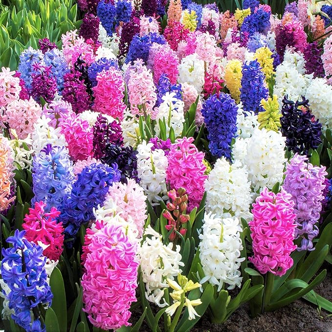 Hyacinth Mixed Bulbs - Perennial and Fragrant, Mix Hyacinths Bulbs for Planting | Long Lasting Beauty - Stunning Garden Display (10 Pack)