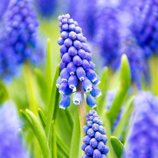 Easy to Grow Grape Hyacinth Muscari Armeniacum 30 Plant Bulbs - Blue Flowers in Spring, Sun Outdoor Zones 4-8