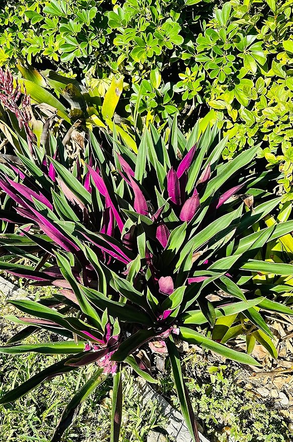 SIX Outdoor Live Plants- Oyster Plant Purple & Green - Grows to Medium Height Outdoor Plant- Young Small Plant