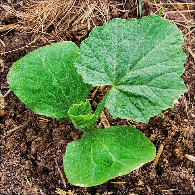 Seed Needs, Lumina Pumpkin Seeds - 15 Heirloom Seeds for Planting Cucurbita Maxima - White Fruits Perfect for Carving Alongside Jack O Lantern - Non-GMO & Untreated (1 Pack)