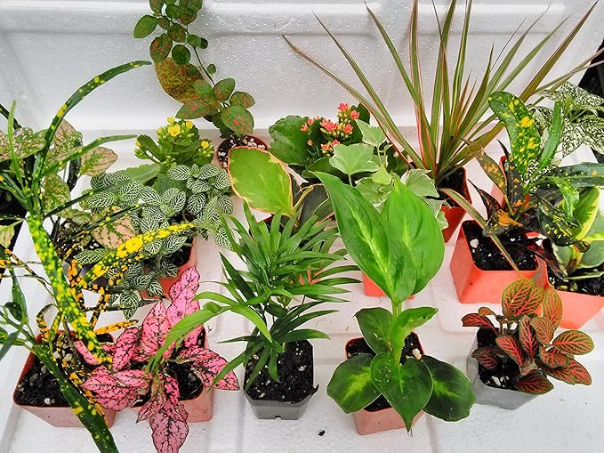 Terrarium & Fairy Garden Plants - 5 Plants in 2.5 (Is Approximately 4 to 6 Inches Height of the Plant)