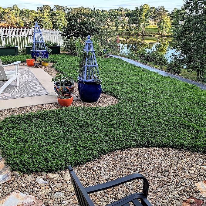 Outsidepride Perennial White MiniClover Seed - 1/4 lb. Dwarf, Small-Leaved, Drought & Wear-Tolerant Micro Clover Seeds for Lawn, Ideal Low-Maintenance & Easy to Grow Ground Cover Seeds for Home Yard