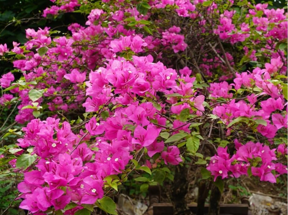 2 Bougainvillea Vine Bougainvillea Flowers Plants Paperflowers Plants 4-6 Inch Tall - Pink Bougainvillea Flowers Plants