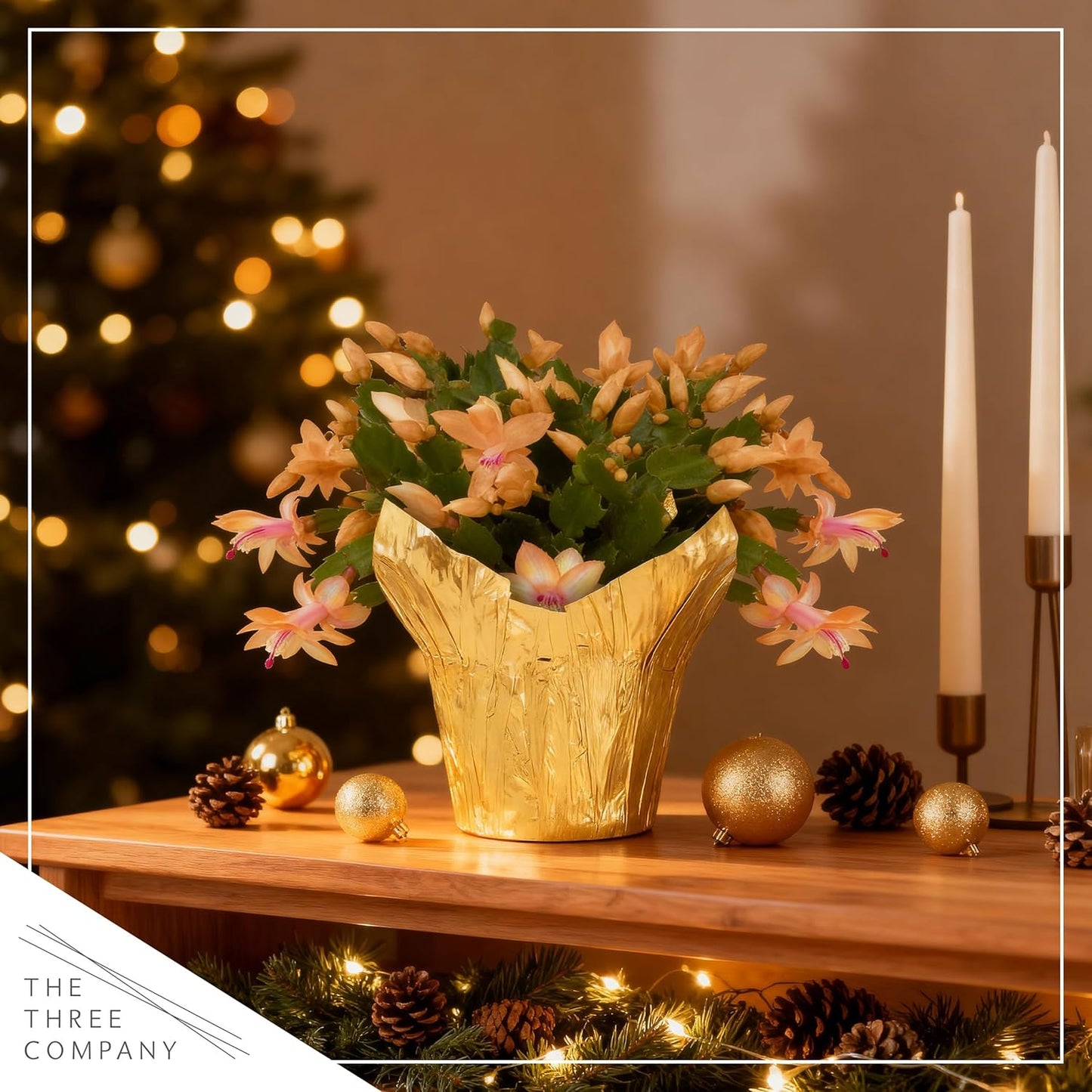 Live Flowering Zygocactus - Yellow-Orange, 2 Pack- Thanksgiving/Christmas Cactus - Seasonal Bloomer, Currently Out of Bloom - 5” Tall by 5” Wide in Deco Cover