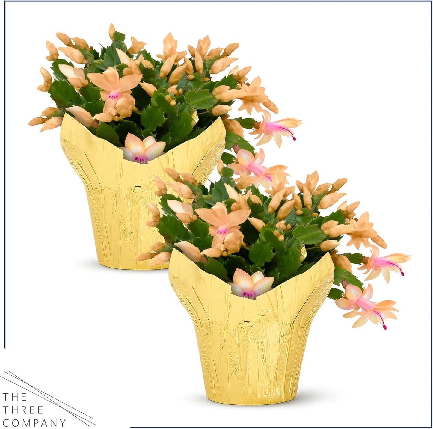Live Flowering Zygocactus - Yellow-Orange, 2 Pack- Thanksgiving/Christmas Cactus - Seasonal Bloomer, Currently Out of Bloom - 5” Tall by 5” Wide in Deco Cover