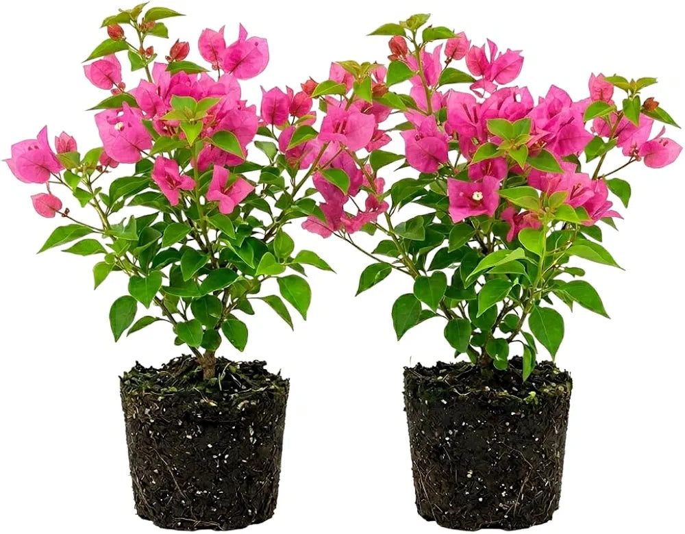 2 Bougainvillea Vine Bougainvillea Flowers Plants Paperflowers Plants 4-6 Inch Tall - Pink Bougainvillea Flowers Plants