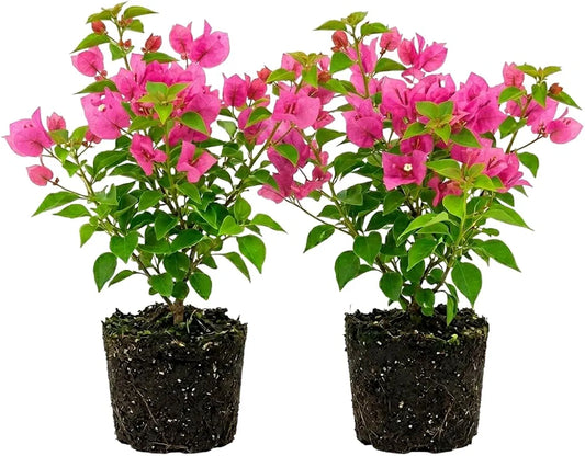 2 Bougainvillea Vine Bougainvillea Flowers Plants Paperflowers Plants 4-6 Inch Tall - Pink Bougainvillea Flowers Plants