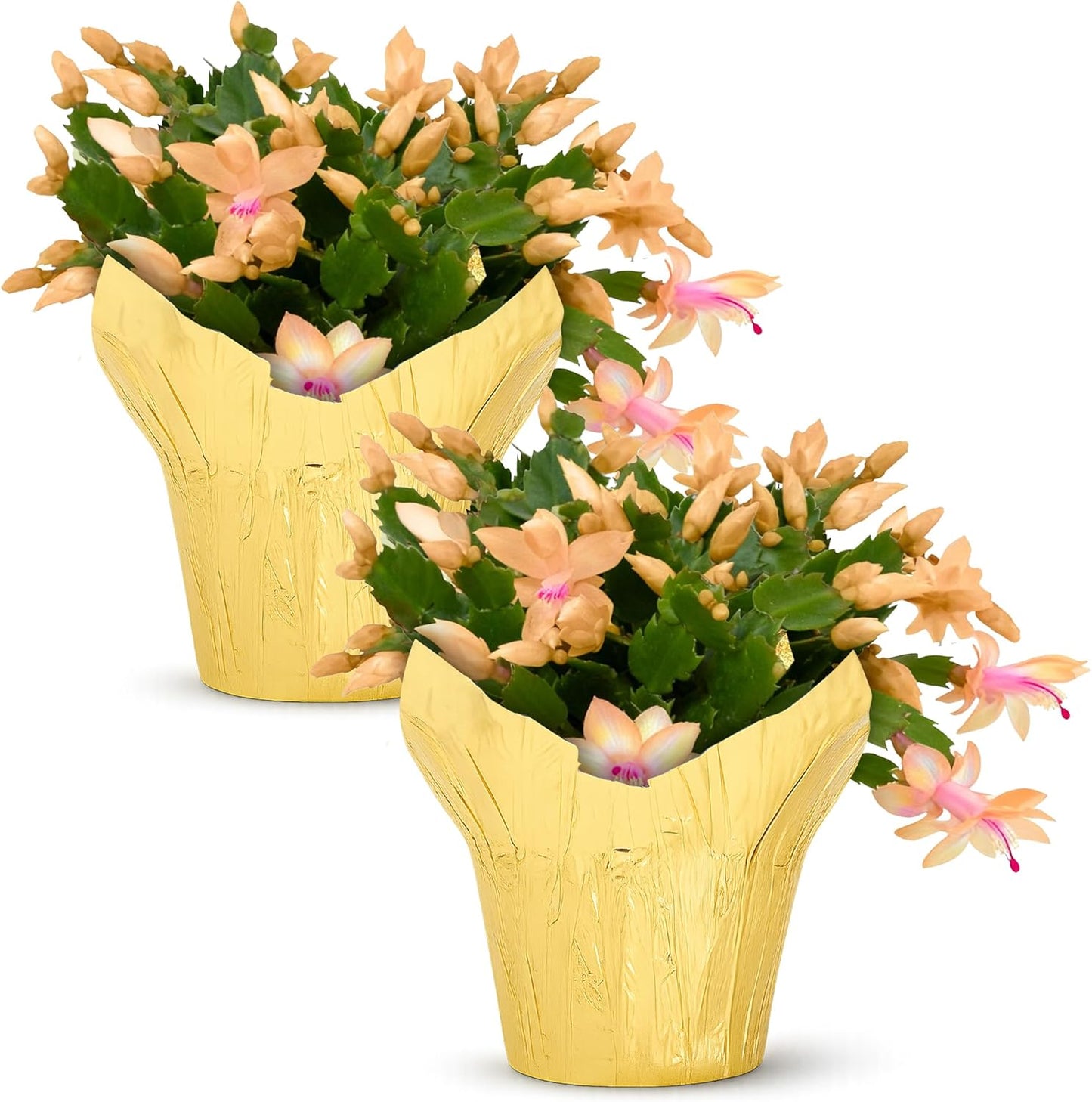 Live Flowering Zygocactus - Yellow-Orange, 2 Pack- Thanksgiving/Christmas Cactus - Seasonal Bloomer, Currently Out of Bloom - 5” Tall by 5” Wide in Deco Cover