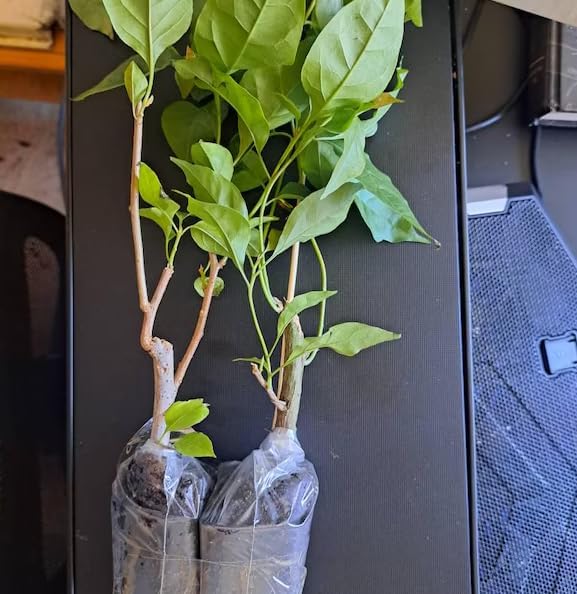 2 Bougainvillea Vine Bougainvillea Flowers Plants Paperflowers Plants 4-6 Inch Tall - Pink Bougainvillea Flowers Plants